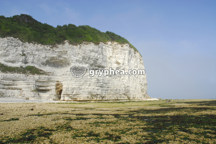 Falaise de craie - gryphea.org